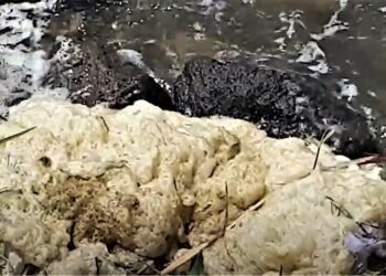 Inquinamento del Litorale domizio e flegreo: controlli dei carabinieri (Video)