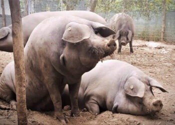 Suino di Razza Casertana, gli allevatori stringono il patto di Capua