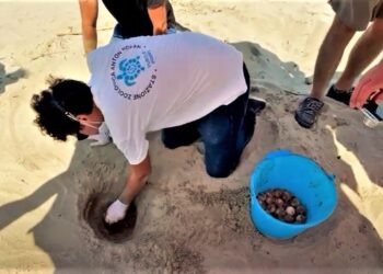 Castel Volturno, straordinaria scoperta dell’undicesimo nido di tartarughe in spiaggia (Video e foto)