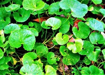 Centella asiatica: storia, proprietà e benefici dell’ “erba della tigre”