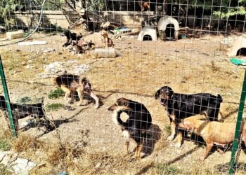 Scoperto “canile degli orrori” nel Casertano: animali malati e maltrattati