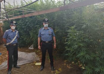 Acerra, piantagione di marijuana “a conduzione familiare”: tre arresti