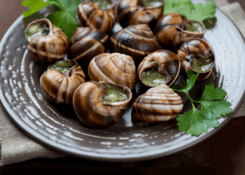 Castel Campagnano: al via la seconda edizione del “Festival della lumaca” dal 20 al 23 agosto 2021.