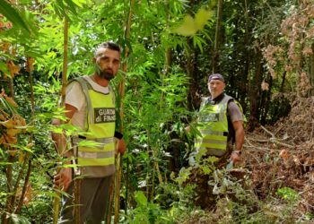 Confiscata una piantagione di cannabis da 100mila euro, arrestato 60enne originario di Giugliano in Campania (Video)