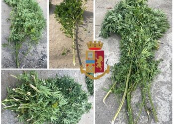 Acerra, scoperta centrale di coltivazione e produzione di marijuana