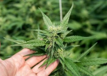 Cannabis: via libera alla mini coltivazione in casa, purché a uso strettamente personale del solo coltivatore