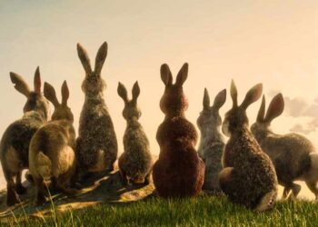 La collina dei conigli | Richard Adams