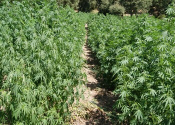 Castel Volturno, sequestrata una tonnellata di droga in un’azienda bufalina