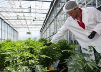 Cannabis terapeutica: pronti i bandi per coltivarla in aziende pubbliche e private