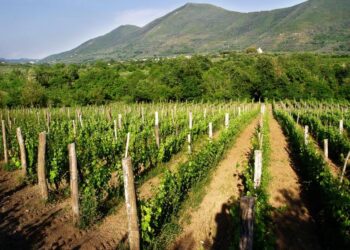 Sessa Aurunca, lutto nel mondo del vino Campano: è scomparsa Maria Felicia Brini “la signora del Falerno”