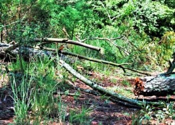 Tragedia alla Reggia di Caserta: uomo muore schiacciato da un albero