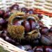 Castagne e dieta: amiche o nemiche