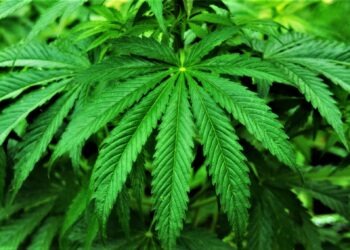 Piantagioni di marijuana a Sessa Aurunca: indagato un ex poliziotto