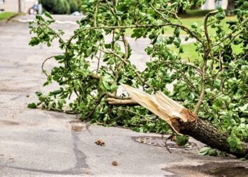 San Cipriano d’Aversa: scuola chiusa per la caduta di un albero