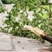 San Cipriano d’Aversa: scuola chiusa per la caduta di un albero