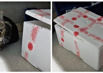 Gattina abbandonata e chiusa in una scatola: salvata dai volontari
