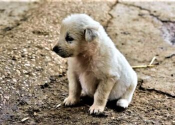 Napoli, scoperto traffico illegale di cuccioli alla Vigilia di Natale