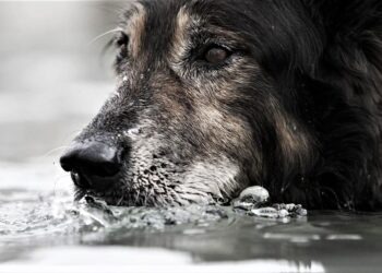 Muore annegato per salvare il suo cagnolino: tragedia in Costiera Amalfitana