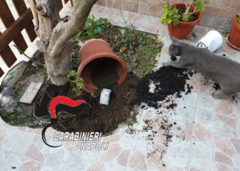 Giugliano, trovato con 2 panetti di hashish in casa: “piantati” in un vaso in giardino, arrestato