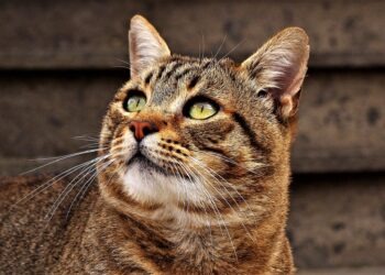 Strage di gatti a Orta di Atella: è giallo sui 5 felini avvelenati