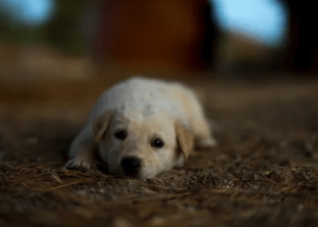 Abbandona il cane in strada: identificato e denunciato dai carabinieri un 56enne di Giugliano