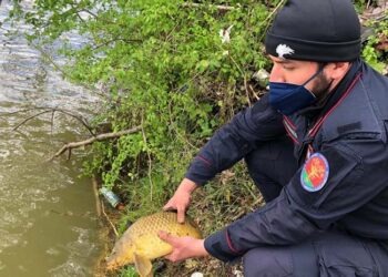 Oasi “Le Salicelle” a Capua: scoperto bracconiere di frodo