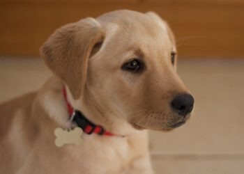 I “vermi del cuore”: grave malattia che colpisce i cani in primavera/estate