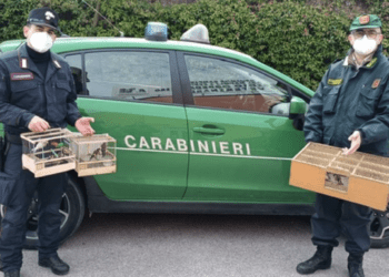 Deteneva illecitamente numerosi volatili: denunciato 61enne di Grumo Nevano