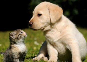 Bonus per cani e gatti 2022: a chi spetta e come richiederlo