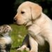 Bonus per cani e gatti 2022: a chi spetta e come richiederlo