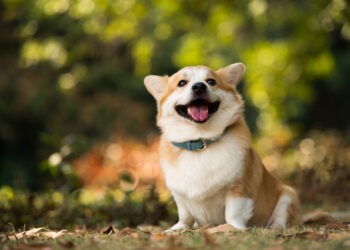 I cani sorridono davvero? Uno nuovo studio rivela la realtà