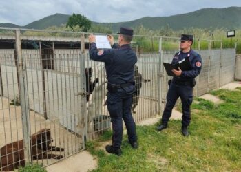 Sessa Aurunca, canile abusivo scoperto e sequestrato dai carabinieri