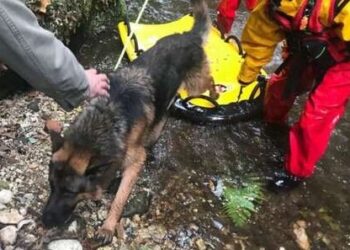Nel Casertano, cane precipita in dirupo, i vigili del fuoco lo salvano: era sfuggito al padrone