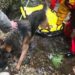 Nel Casertano, cane precipita in dirupo, i vigili del fuoco lo salvano: era sfuggito al padrone