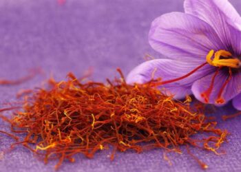 Le proprietà benefiche dello zafferano campano: lo studio del Cnr
