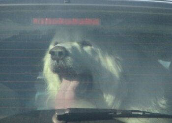 Lascia il cane in macchina sotto al sole: arrivano i carabinieri, denunciato il padrone