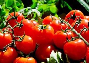 Nasce in laboratorio il pomodoro biofortificato, contro la carenza di Vitamina D. 