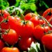 Nasce in laboratorio il pomodoro biofortificato, contro la carenza di Vitamina D. 