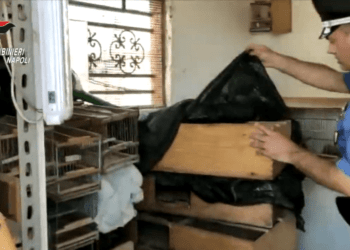 Sequestrati 32 cardellini a Secondigliano: l’uomo colto sul fatto ne stritola uno davanti ai Carabinieri (Video e Foto)