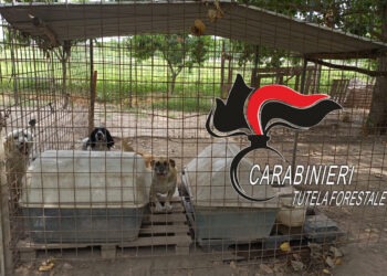 Acerra, canile abusivo scoperto e sequestrato dai carabinieri: sanzioni per oltre 11mila euro