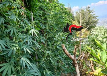 Duro colpo al narcotraffico tra Castellammare, Lettere e Monti Lattari: tanti i sequestri tra droga, armi (Foto)