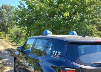 A Licola scoperte e distrutte dai carabinieri 632 piante di cannabis e 150 chili di marijuana: un arresto (Video)