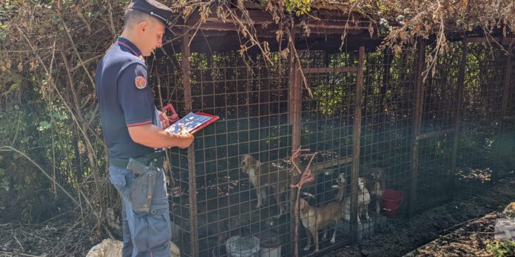 I carabinieri forestali di pietramelara hanno sequestrato 8 cani, razza segugio, per maltrattamenti del proprietario