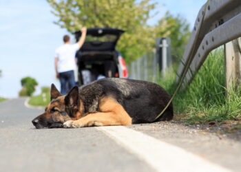 Cani abbandonati in estate. È allarme: in 2 settimane oltre 1000 cuccioli ripudiati da persone senza cuore