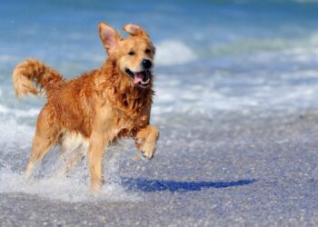 Portare il cane in spiaggia: ecco le regole e i consigli