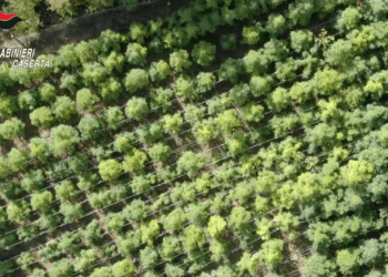 Sequestrata piantagione di cannabis nel casertano: Arrestate tre persone (Foto)