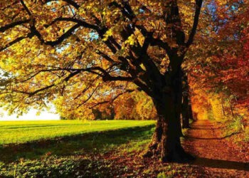 Equinozio d’autunno: quest’anno cadrà il 23 settembre