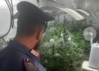 Nascondevano una serra di cannabis in un deposito di Via Giovanni Bosco, a Qualiano: 2 arresti