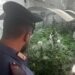 Nascondevano una serra di cannabis in un deposito di Via Giovanni Bosco, a Qualiano: 2 arresti