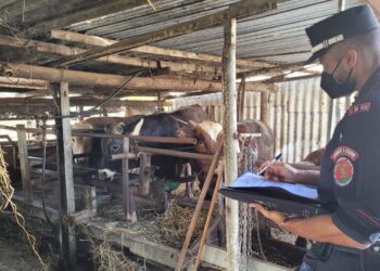 Macellazione abusiva nel Casertano, sotto chiave un’azienda agricola: denunciate 3 persone (Foto)